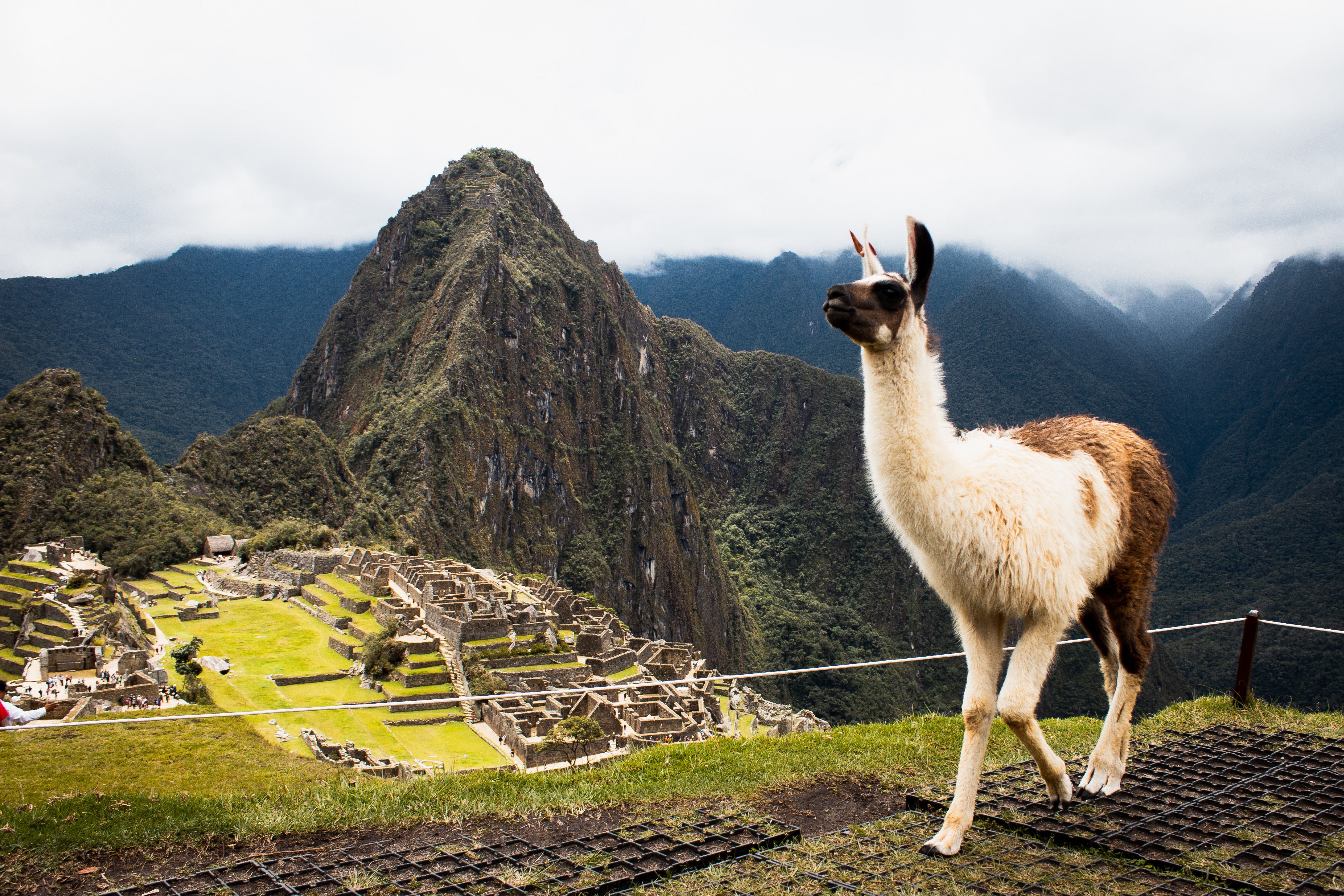 Alpaca residente de Machu Picchu
Photo by Junior Moran 