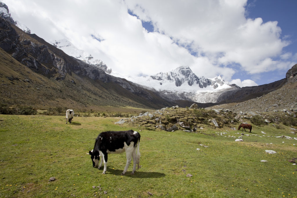 Vacas en la Cordillera Blanca