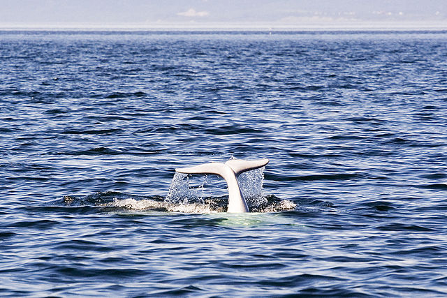 ballenas Canada, los 10 mejores destinos de aventura en Canadá